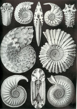 Ernst Haeckel Ammoniten (PD) https://commons.wikimedia.org/wiki/File:Haeckel_Ammonitida.jpg